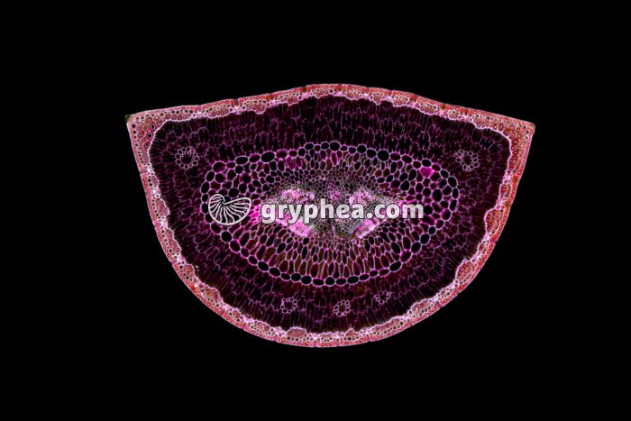 Feuille de Pin (fausses couleurs) CT x10 - gryphea.org